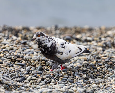 A pigeon is walking on a rocky beach