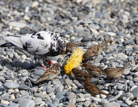 A group of birds eating corn on a rocky surface