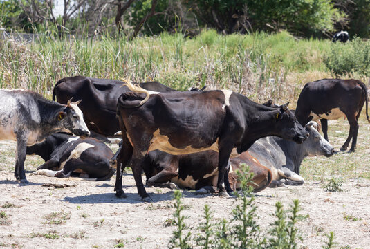 Cows rest in a sunlit, grassy field