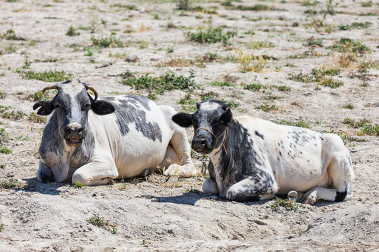 Two spotted cattle rest on dry, sparse grassland