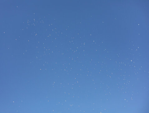 Clear blue sky dotted with numerous small white birds