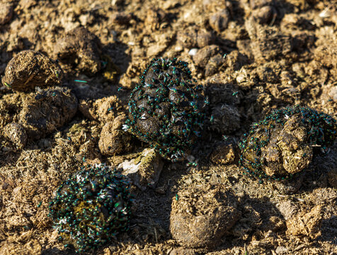 Dark green flies swarm over wet, brown animal droppings