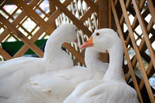 Domestic goose (Anser domesticus) with white plumage and a characteristic orange beak, in an enclosure on a breeding farm.