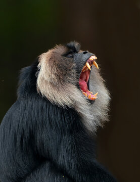 close up of a black faced monkey