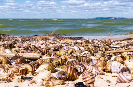 Seashells on the Dnipro river coast, Ukraine