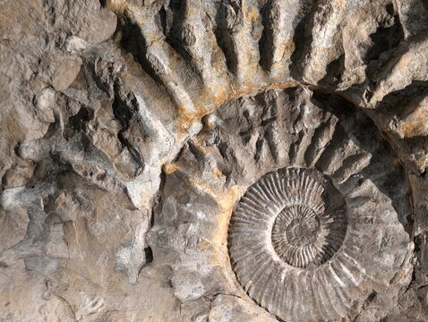 Ancient Ammonite Fossil Imprint National Museum Prague