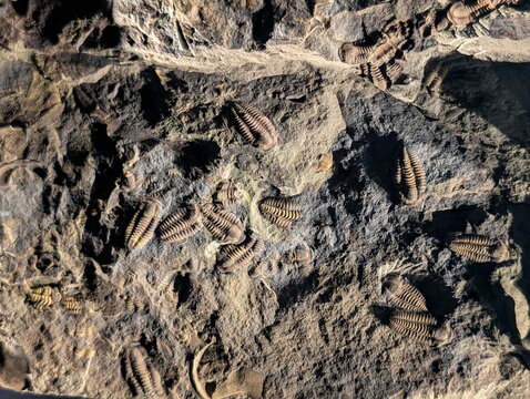 Ancient Trilobite Fossils National Museum Prague