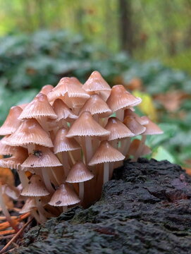 Delicate Mycena Mushroom Cluster on Woodland Log