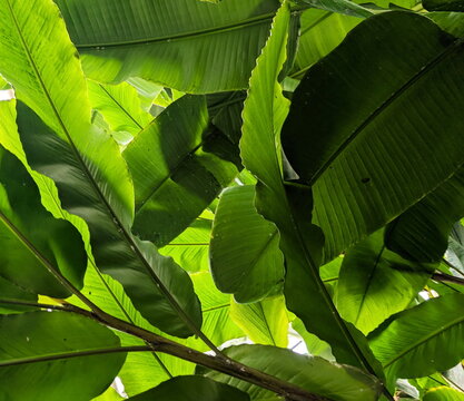 Lush Tropical Foliage Canopy Sunlit Green Leaves