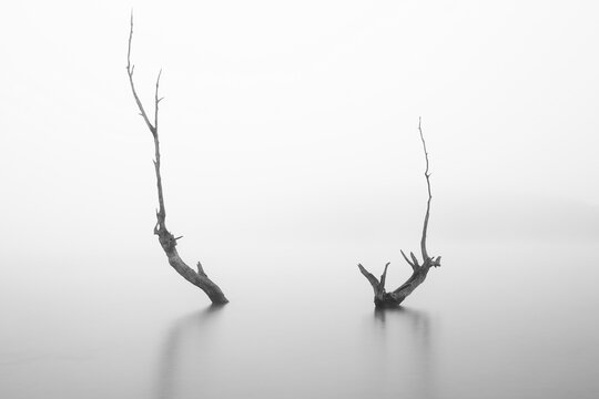Bare Trees in Still Water, Vitoria, Spain