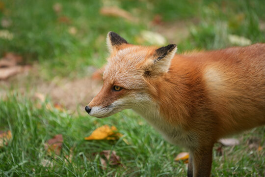Beautiful red fox with in vibrant orange fur is living in natural autumn woodland habitat during daytime. Animal living in nature portrait scene.