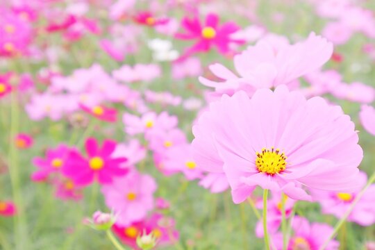 秋のピンクのコスモスのアップ