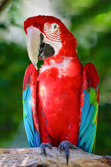Green-winged macaw perched in front-facing portrait © Chronomorph Studio
