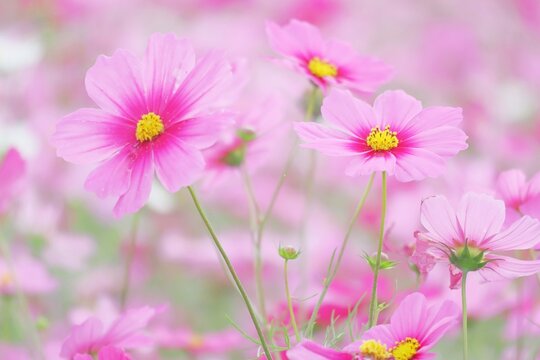 コスモス ピンクの秋桜のアップ