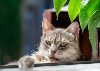 portrait of a cat © Douglas