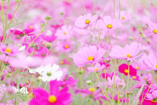 満開のピンクのコスモス秋の風景