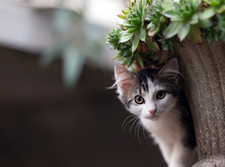 cat in the garden © Douglas