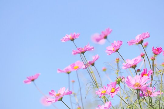 コスモスと秋の空