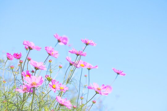 コスモスと秋の青空