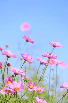 コスモスと秋の空 縦
