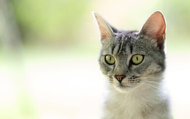 close up portrait of a cat © Douglas