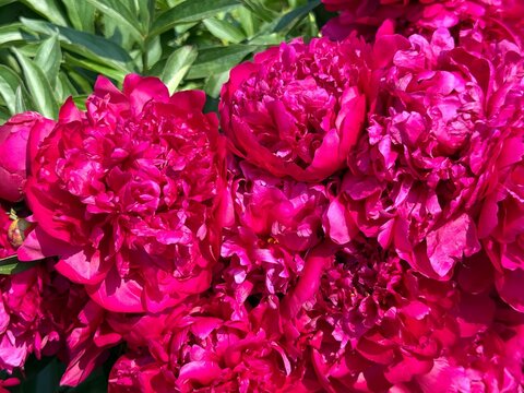 Peony flowers bright pink petals in garden