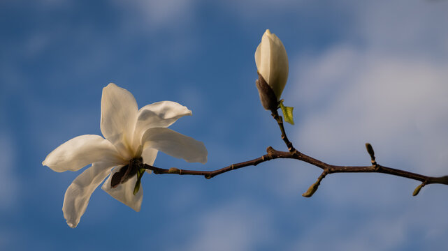 white magnolia flower and bud on branch against blue sky 