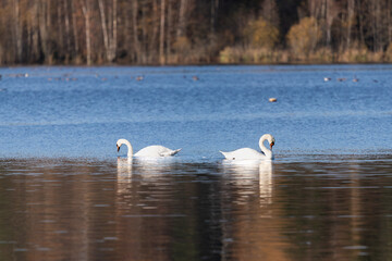swans on the lake © Maryna