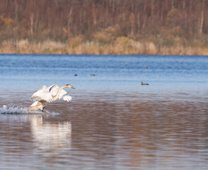 swans in the lake © Maryna