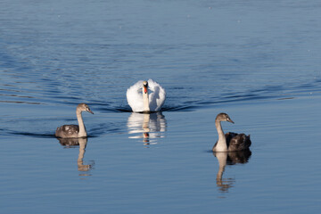 swan on the lake © Maryna
