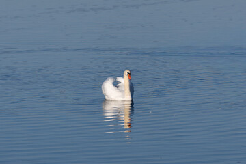 swan on the lake © Maryna