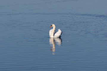 swan on the water © Maryna