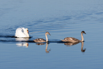 swans on the lake © Maryna