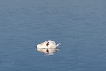 swan on the water © Maryna