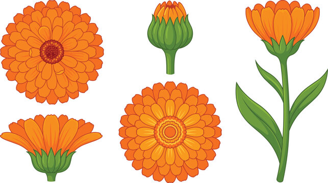 Calendula Flower Vector Icon Set with Orange Marigold Blossoms Buds and Leaves for Floral Designs