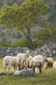 A flock of sheep gathers near a tree in a green pasture landscape. Soft countryside scenery creates authentic rural farm atmosphere.