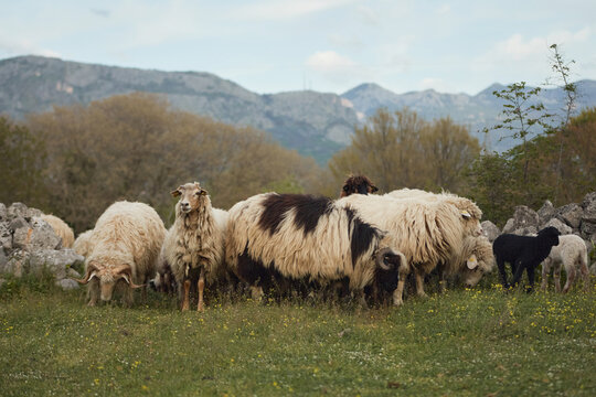 A herd of sheep stands together in a grassy pasture surrounded by hills. Soft natural scenery creates calm countryside farming atmosphere.