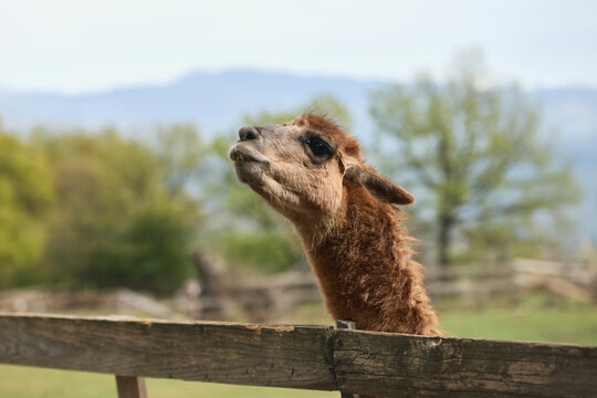 A llama looks over a wooden fence in natural outdoor surroundings. Soft background and warm light create friendly animal portrait atmosphere.