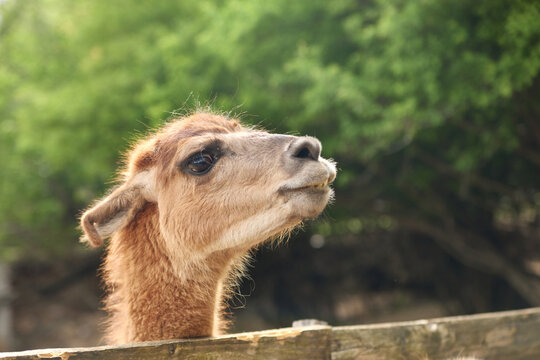 A llama stands in a natural outdoor habitat with soft green background. Calm expression creates peaceful countryside animal atmosphere.