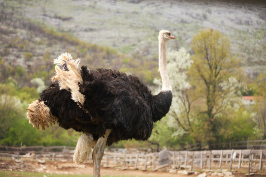 An ostrich walks across a natural outdoor habitat surrounded by greenery. Smooth movement and soft scenery create cinematic wildlife atmosphere.