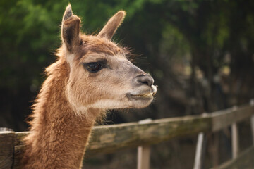 A llama stands beside a wooden fence in natural outdoor scenery. Soft background and warm tones create calm countryside animal portrait mood. © Anna Averianova