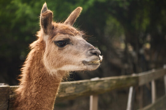 A llama stands beside a wooden fence in natural outdoor scenery. Soft background and warm tones create calm countryside animal portrait mood.