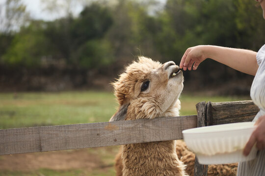 An alpaca interacts with a person beside a wooden fence outdoors. Natural scenery and soft daylight create warm countryside atmosphere.