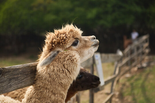 An alpaca stands near a wooden fence in natural countryside surroundings. Fluffy coat and soft daylight create peaceful animal portrait atmosphere.