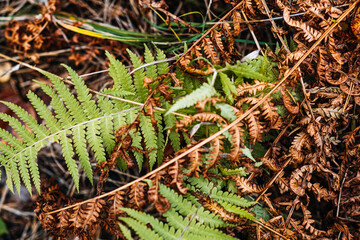 Green fern frond among dry brown bracken on forest floor. Pteridium aquilinum, bracken, bracken fern, life and decay, cycle of life, renewal concept © irissca