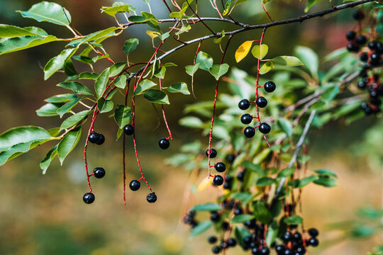 Black bird cherry berries hanging on red stalks among leaves. Prunus padus, bird cherry, hackberry, bird cherry berries, edible wild berries, foraging berries