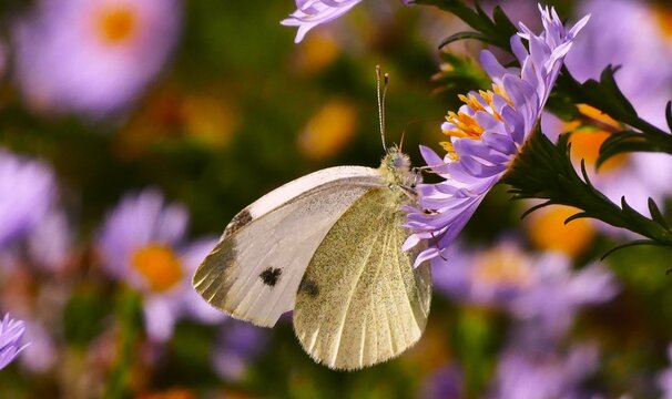White butterfly and purple daisy flower in the garden, close macro details, wildlife bugs and insects background