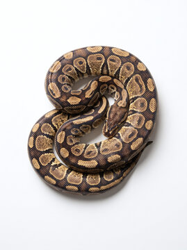 Ball python coiled on white background showing detailed skin pattern