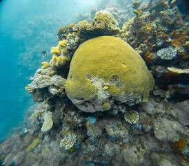 Underwater Photography: Dome shaped Stony Coral Colony at the Coral Sea, the Great Barrier Reef, Norman Reef Australia © Beautiful World