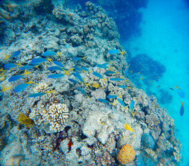 Underwater Photography: Yellow-tailed Blue Fusilier fish at the Coral Sea, the Great Barrier Reef, Norman Reef Australia © Beautiful World